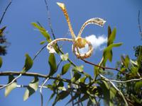Tiger-orchidee