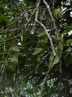 Topes de Collantes