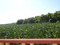 Trinidad (2)