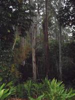 Urwald umgab uns