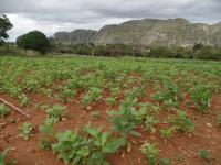 Viñales11