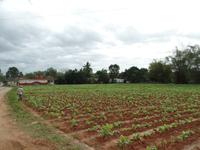 Viñales13