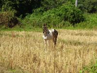 Vinales (25)