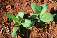Vinales_Tal_Tabak