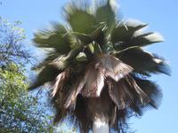 einheimische Palme 