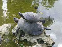 in der Krokodilfarm
