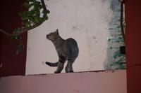 jagende Katze