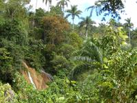 kubanischer Urwald