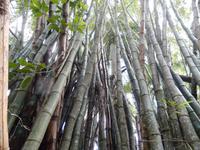 kubanischer Urwald