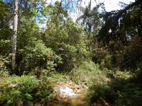 kubanischer Urwald