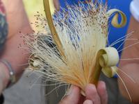 schöne Blüte