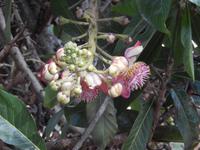 schöne Blüte