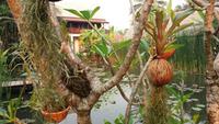 Hotelanlage Maison Dalabua in Luang Prabang
