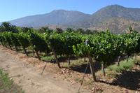 Weingut Veramonte im Casablanca-Tal