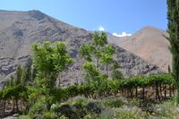 Ausflug ins Elqui-Tal - Pisco-Destillerie