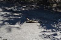 Puntarenas - Ausflug in den Carara-Nationalpark