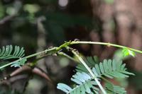 Puntarenas - Ausflug in den Carara-Nationalpark