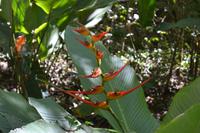 Puntarenas - Ausflug in den Carara-Nationalpark