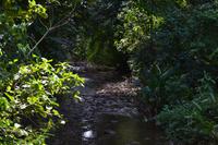 Puntarenas - Ausflug in den Carara-Nationalpark