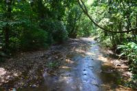 Puntarenas - Ausflug in den Carara-Nationalpark