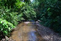 Puntarenas - Ausflug in den Carara-Nationalpark