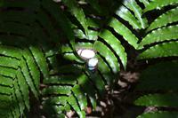 Puntarenas - Ausflug in den Carara-Nationalpark