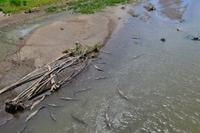Puntarenas - Ausflug in den Carara-Nationalpark - Krokodile im Tarcoles-Fluss
