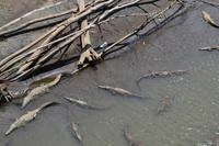 Puntarenas - Ausflug in den Carara-Nationalpark - Krokodile im Tarcoles-Fluss