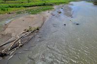 Puntarenas - Ausflug in den Carara-Nationalpark - Krokodile im Tarcoles-Fluss