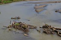 Puntarenas - Ausflug in den Carara-Nationalpark - Krokodile im Tarcoles-Fluss