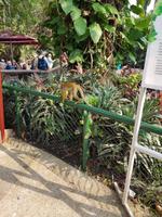 Äffchen Doktor Nielson in Cartagena