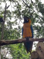 Guacamaya Azul (Blau)