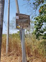 Krokodile in ihrer natürlichen Umgebung