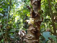 Carara National Park Costa Rica