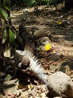 Carara National Park Costa Rica