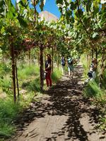 die Destlería Pisco Mistral 