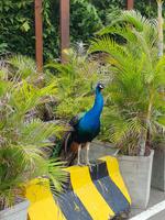 Pfau
