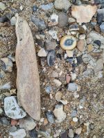 Knochen und Feuersteinknollen am Themse-Strand 