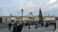 der norwegische Weihnachtsbaum auf dem Trafalger Square