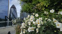 Die Gurke- vom Dachgarten Fenchurch 120 aus
