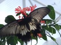 Jardin des Papillons