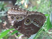 Jardin des Papillons