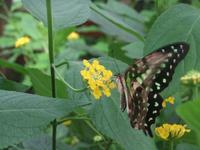 Jardin des Papillons