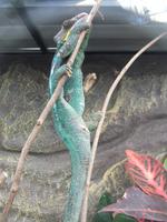 Jardin des Papillons