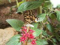 Schmetterling im Jardin des Papillone