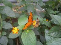 Im Jardin des Papillone