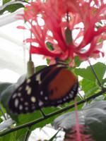 Schmetterlingsgarten, Grevenmacher