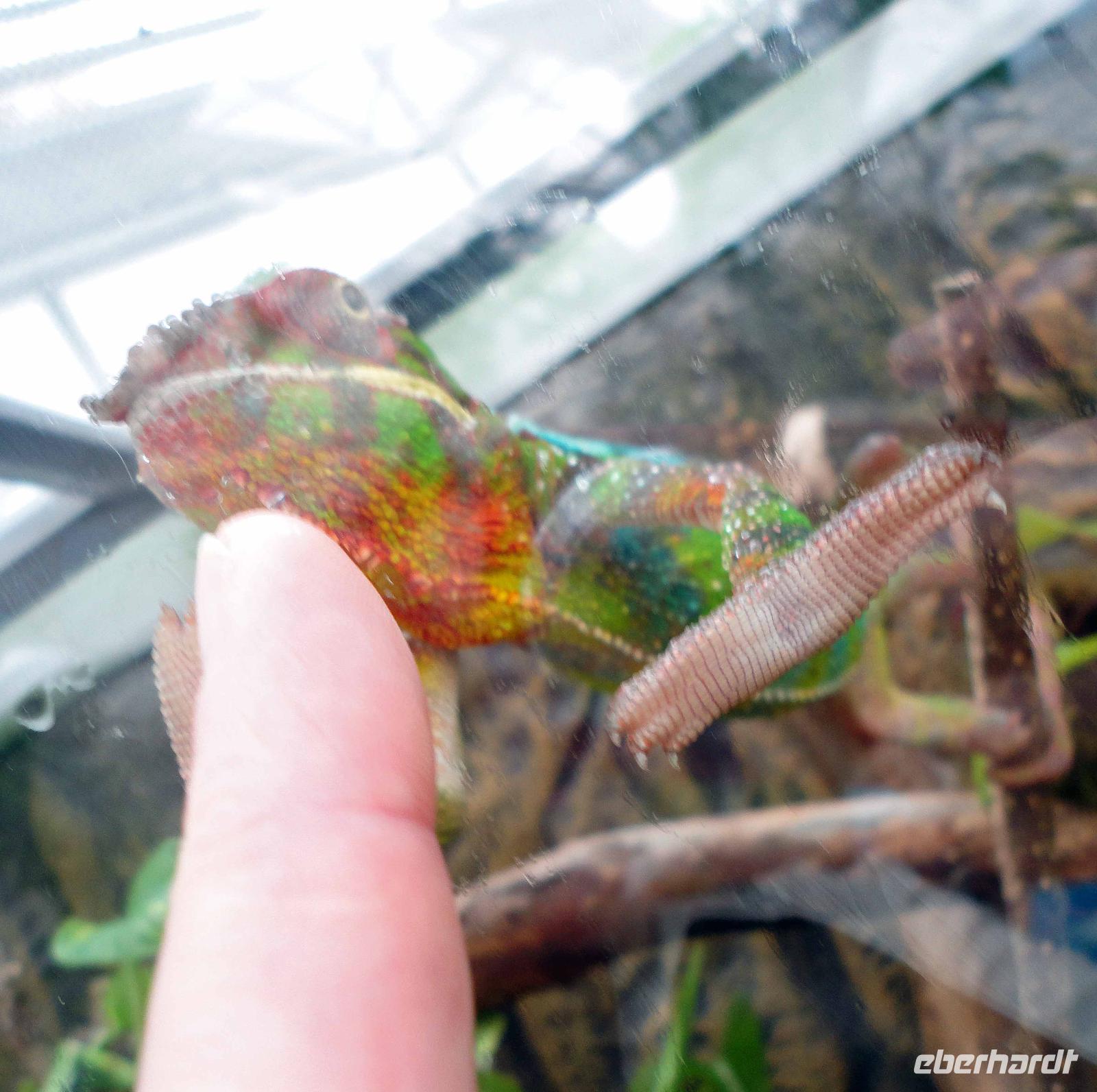Chamäleon im Schmetterlingsgarten Grevenmacher