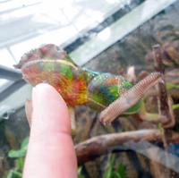 Chamäleon im Schmetterlingsgarten Grevenmacher