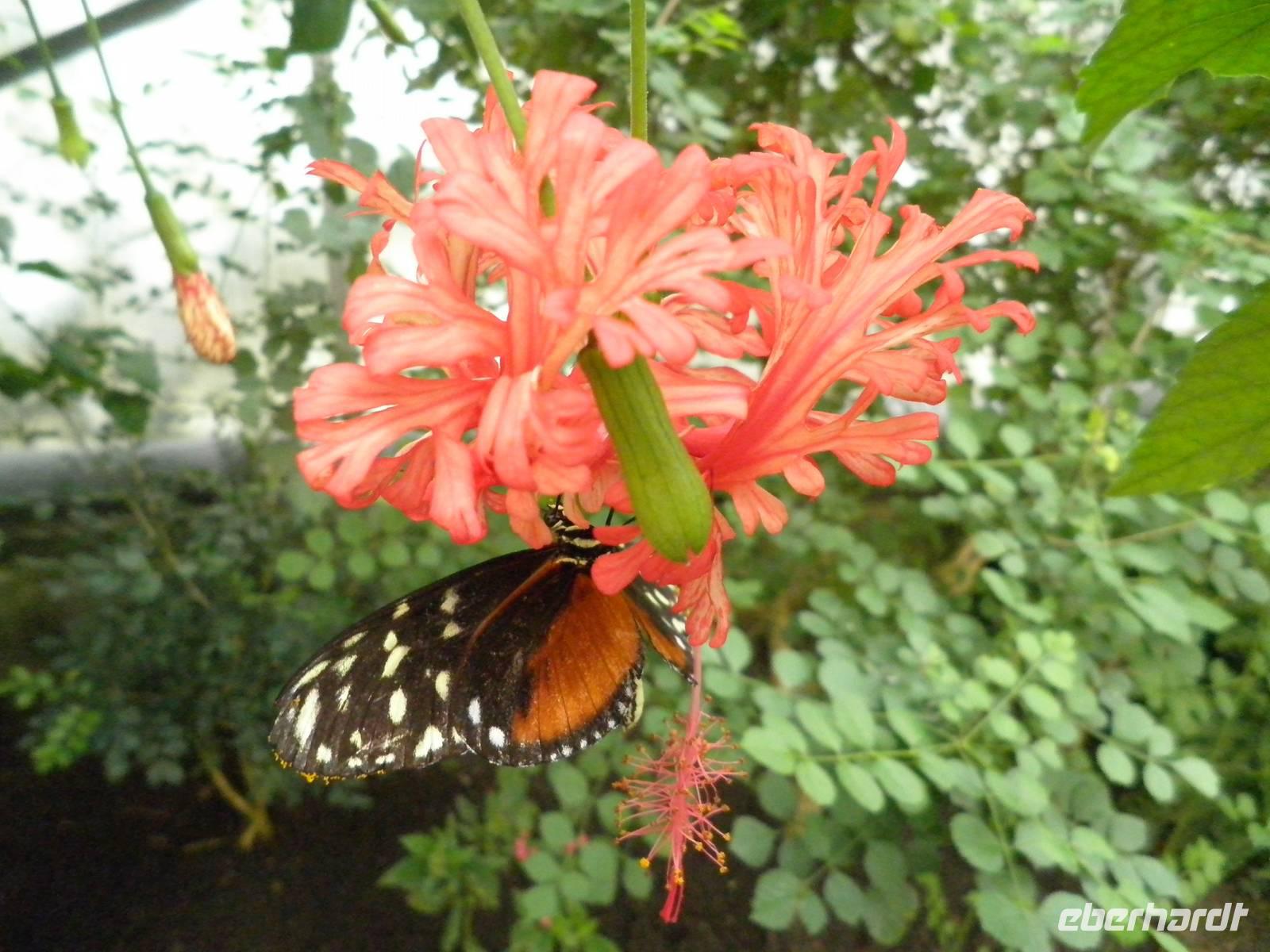 Grevenmacher Schmetterlingsgarten